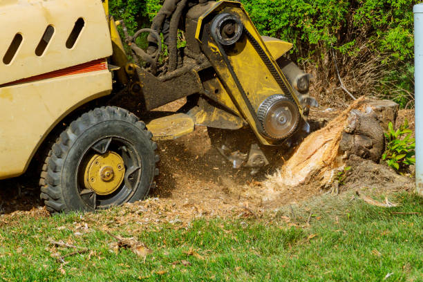 The Steps Involved in Our Tree Care Process in Amherst, VA